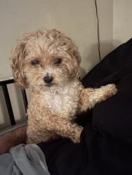 Lost Female Dog last seen Near Raymond St, near Sam’s Corner store , Akron, OH 44307