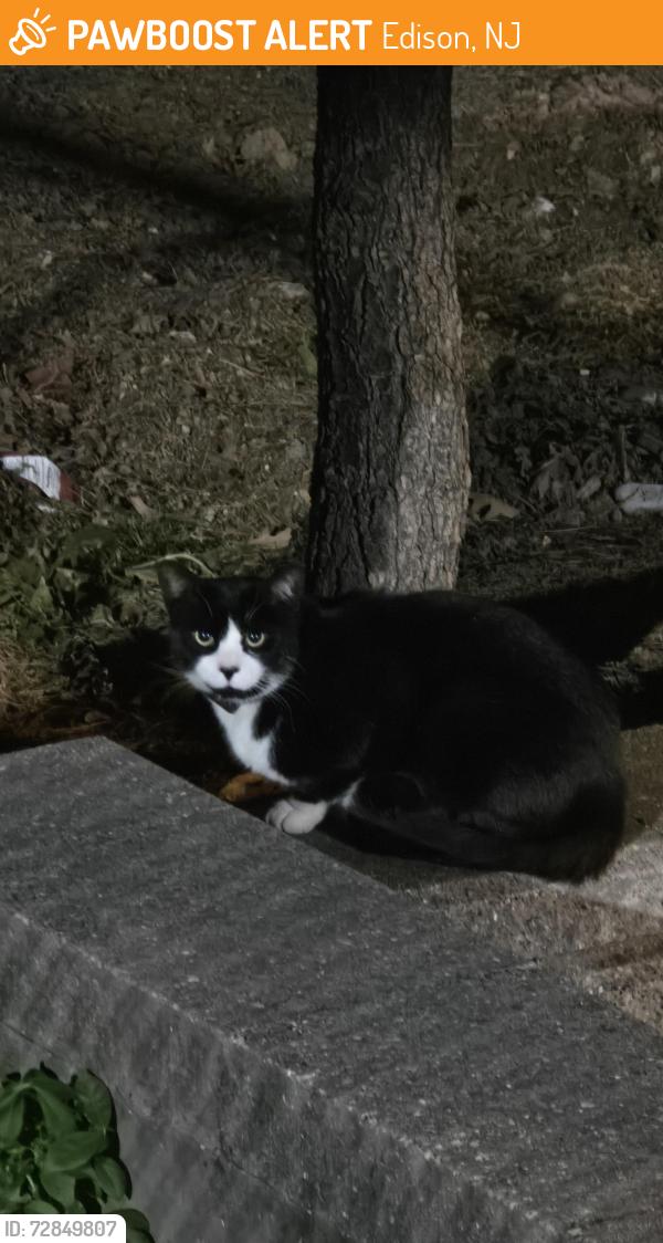 Found/Stray Unknown Cat last seen In complex. In the playground sitting for about an hour., Edison, NJ 08817