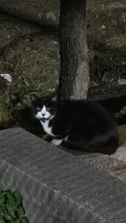 Found/Stray Unknown Cat last seen In complex. In the playground sitting for about an hour., Edison, NJ 08817
