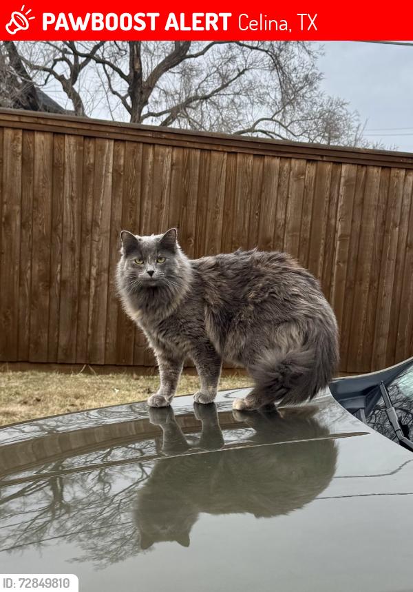 Lost Female Cat last seen Lilyana Elementary, Celina, TX 75009