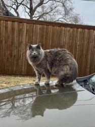 Lost Female Cat last seen Lilyana Elementary, Celina, TX 75009