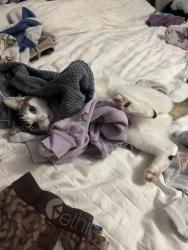 Lost Female Cat last seen Antelope, Carlsbad, CA 92009