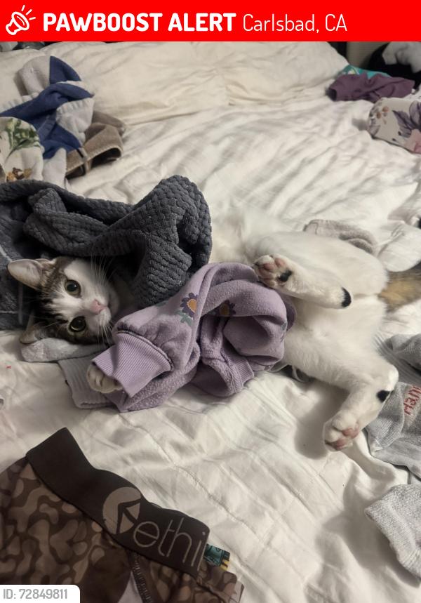Lost Female Cat last seen Antelope, Carlsbad, CA 92009