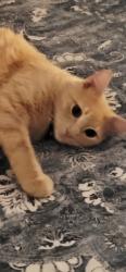 Lost Male Cat last seen Scarborough , Conroe, TX 77304