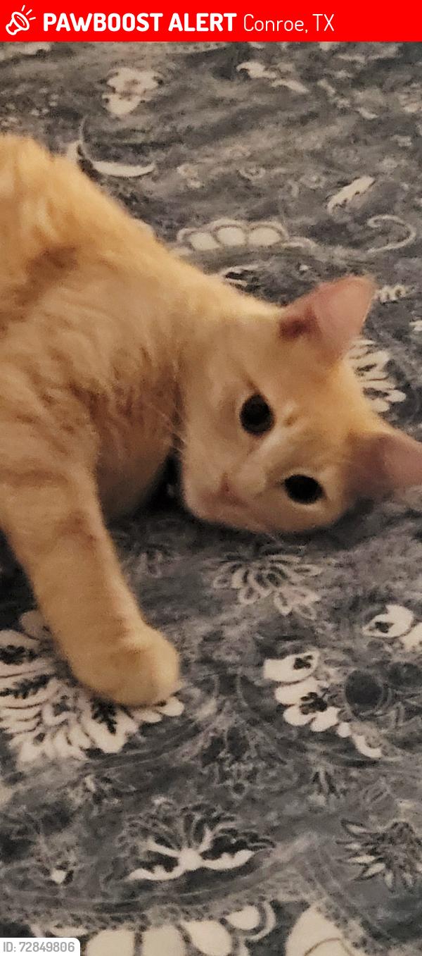 Lost Male Cat last seen Scarborough , Conroe, TX 77304