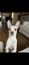 Lost Male Dog last seen 61st and Francisco , Chicago, IL 60629