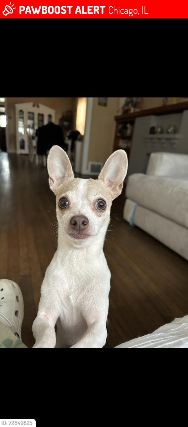 Lost Male Dog last seen 61st and Francisco , Chicago, IL 60629