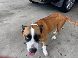Found/Stray Male Dog last seen QT Fuel Station , North Richland Hills, TX 76180