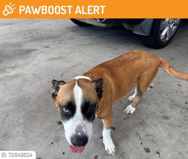 Found/Stray Male Dog last seen QT Fuel Station , North Richland Hills, TX 76180