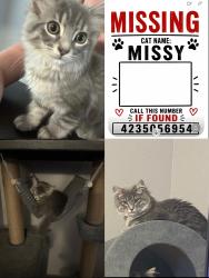 Lost Female Cat last seen Ringgold ga, Catoosa County, GA 30736