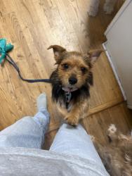 Found/Stray Male Dog last seen Murrayhill rd , Charlotte, NC 28210