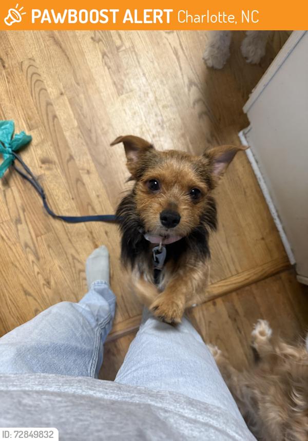 Found/Stray Male Dog last seen Murrayhill rd , Charlotte, NC 28210