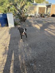 Found/Stray Male Dog last seen Speedway and county club, Tucson, AZ 85716