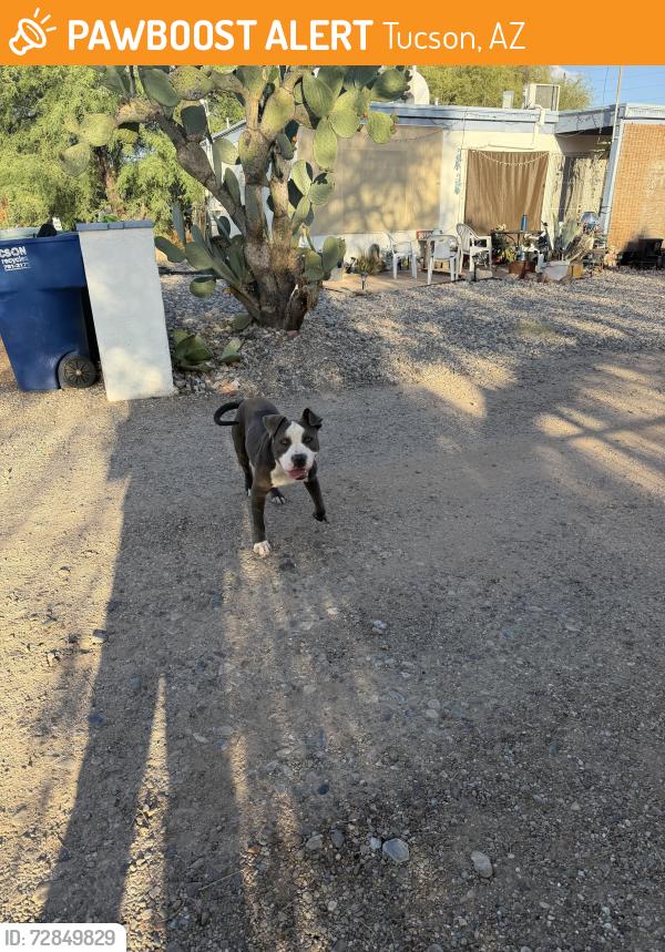 Found/Stray Male Dog last seen Speedway and county club, Tucson, AZ 85716