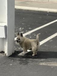 Found/Stray Unknown Dog last seen Packard ave and mission blvd , Jurupa Valley, CA 92509