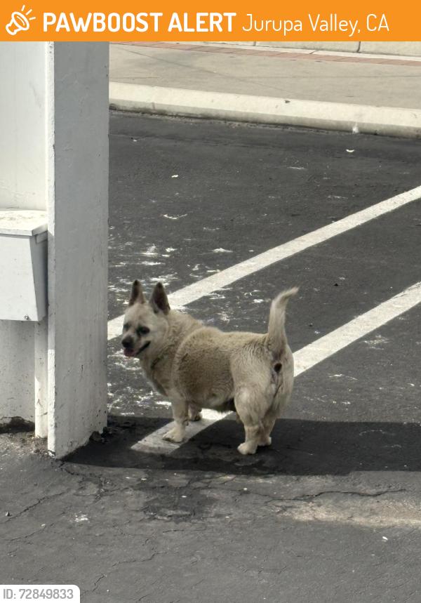 Found/Stray Unknown Dog last seen Packard ave and mission blvd , Jurupa Valley, CA 92509