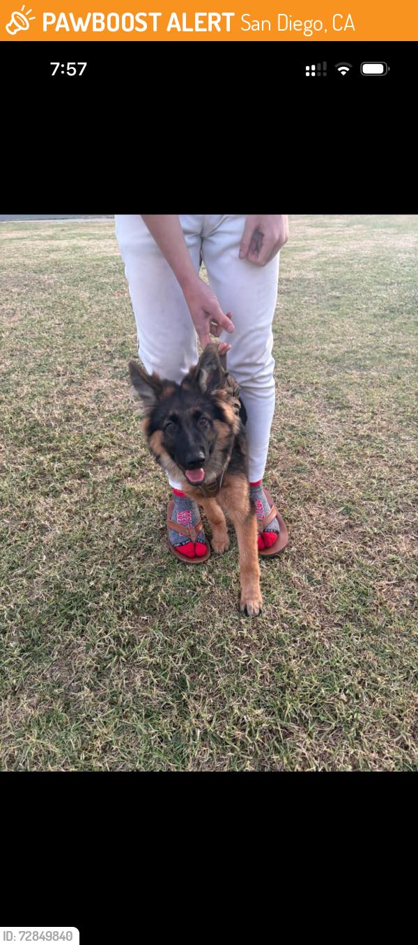 Found/Stray Male Dog last seen McKinley Elementary School, San Diego, CA 92104