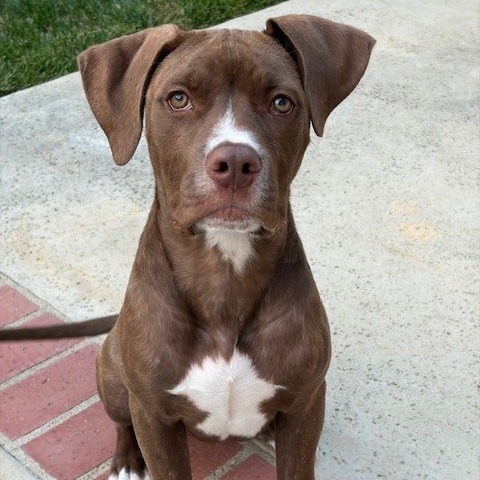 Shelter Stray Male Dog last seen , Los Angeles, CA 90018