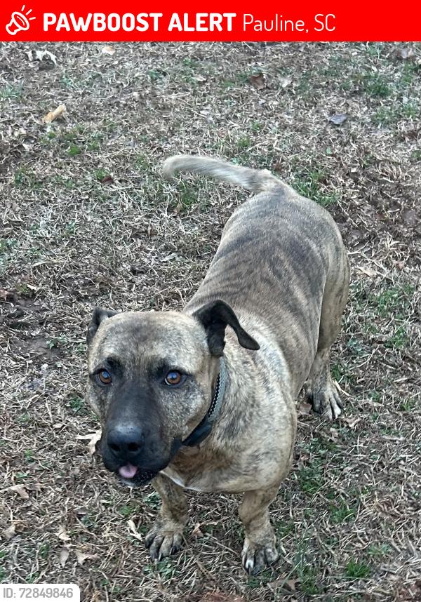 Lost Male Dog last seen Near Wofford Mt Rd Pauline Sc, Pauline, SC 29374