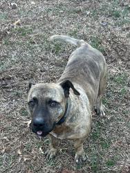 Lost Male Dog last seen Near Wofford Mt Rd Pauline Sc, Pauline, SC 29374