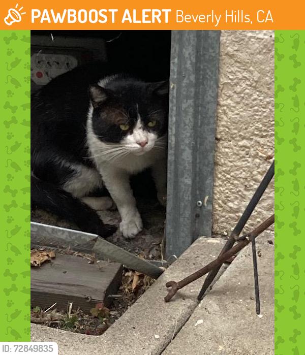 Found/Stray Unknown Cat last seen sleeping on cushion on bench on south side of 215 S. Hamilton, Beverly Hills, CA 90211