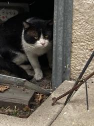 Found/Stray Unknown Cat last seen sleeping on cushion on bench on south side of 215 S. Hamilton, Beverly Hills, CA 90211