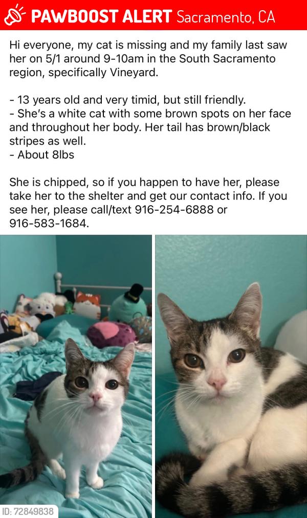 Lost Female Cat last seen West Sacramento , Sacramento, CA 95829