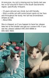 Lost Female Cat last seen West Sacramento , Sacramento, CA 95829