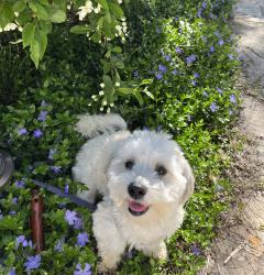 Lost Male Dog last seen Didier Farm, Lincolnshire, IL 60069