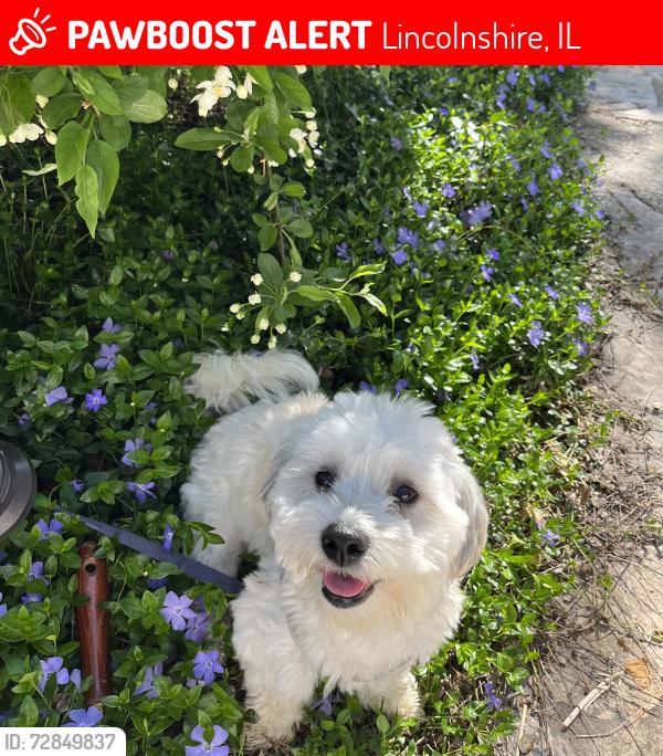 Lost Male Dog last seen Didier Farm, Lincolnshire, IL 60069