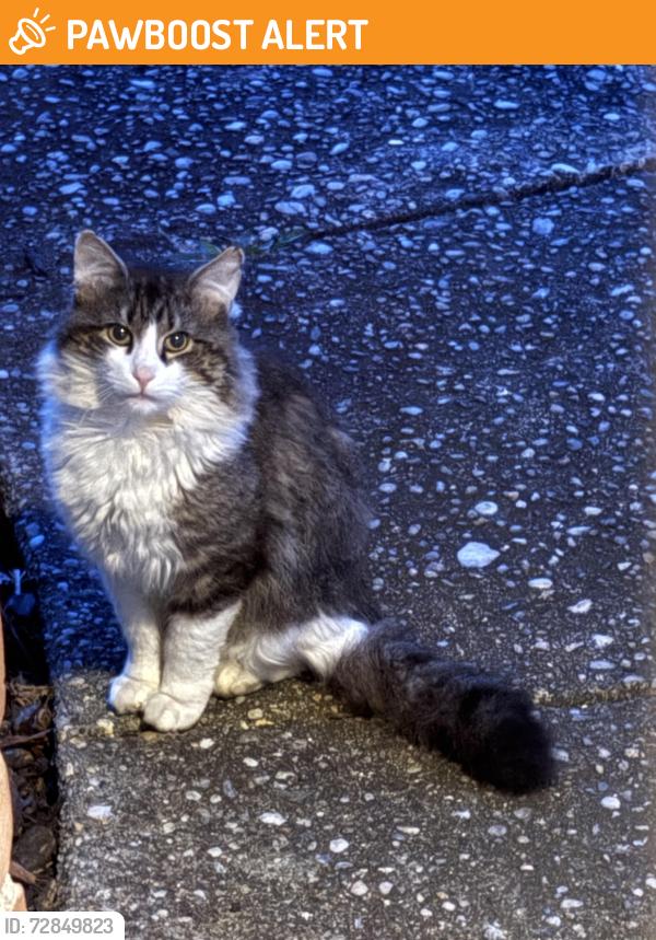 Found/Stray Unknown Cat last seen Penn St and W Broadway, Port Jefferson Station, NY 11776
