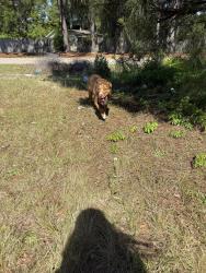 Found/Stray Unknown Dog last seen McArthur & Walker st, Fayetteville, NC 28305