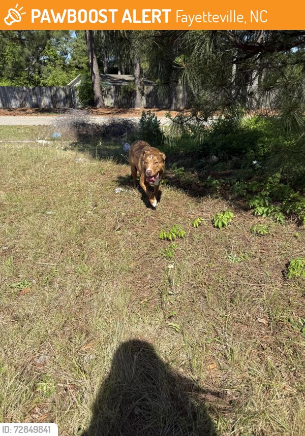 Found/Stray Unknown Dog last seen McArthur & Walker st, Fayetteville, NC 28305