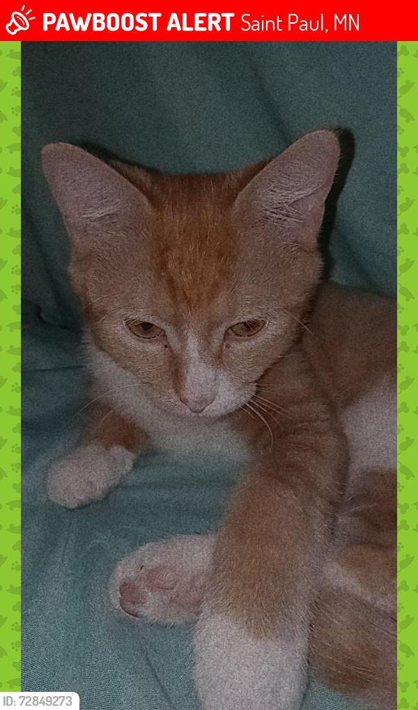 Lost Male Cat last seen Hazel st. , Saint Paul, MN 55117