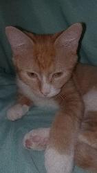 Lost Male Cat last seen Hazel st. , Saint Paul, MN 55117
