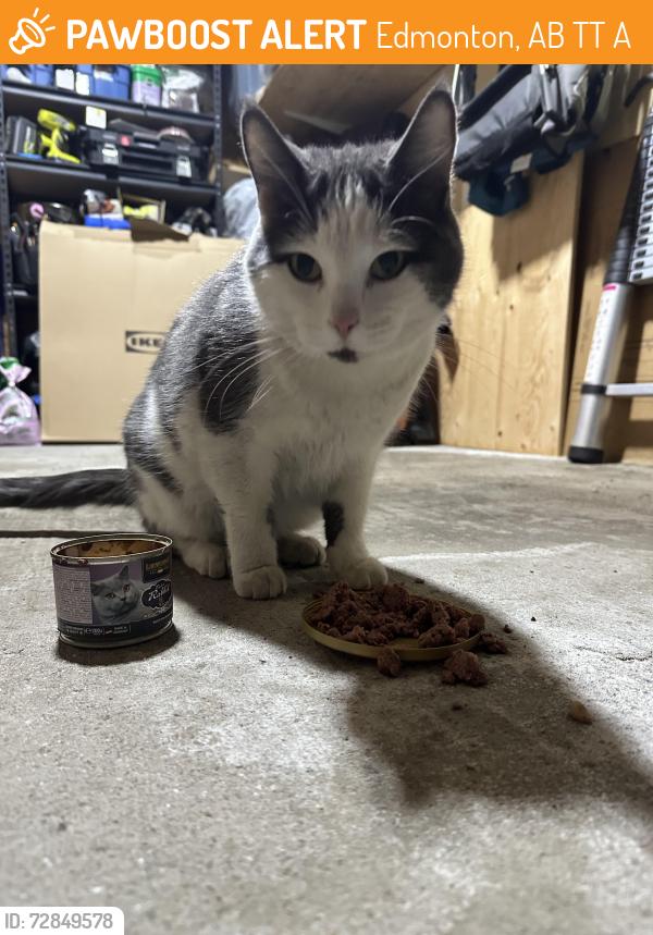 Found/Stray Male Cat last seen 17st & 23ave, Edmonton, AB T6T 0A5