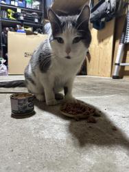 Found/Stray Male Cat last seen 17st & 23ave, Edmonton, AB T6T 0A5