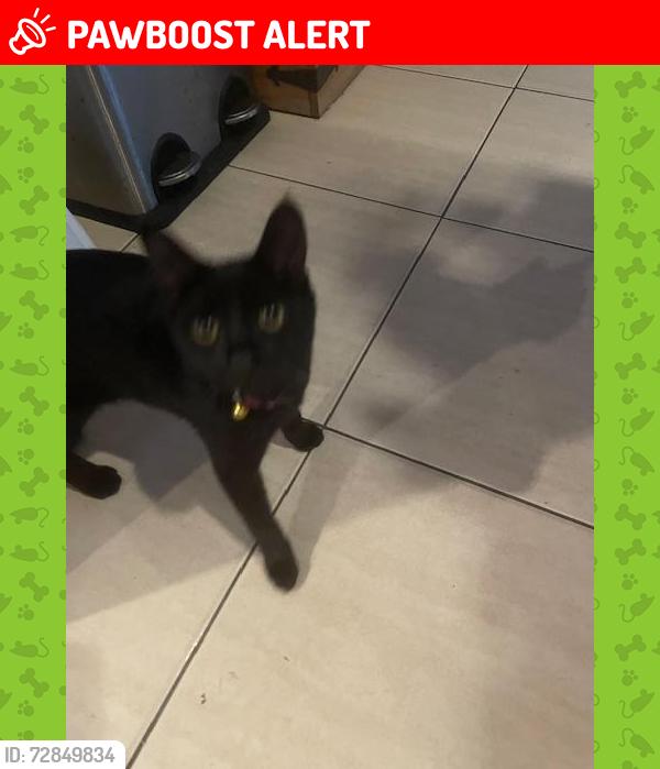 Lost Female Cat last seen Drayton Tce & Markeri St Mermaid Waters , Mermaid Waters, QLD 4218