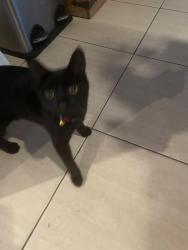Lost Female Cat last seen Drayton Tce & Markeri St Mermaid Waters , Mermaid Waters, QLD 4218
