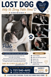 Lost Male Dog last seen Near Bellair rd, Clearwater, FL 33756