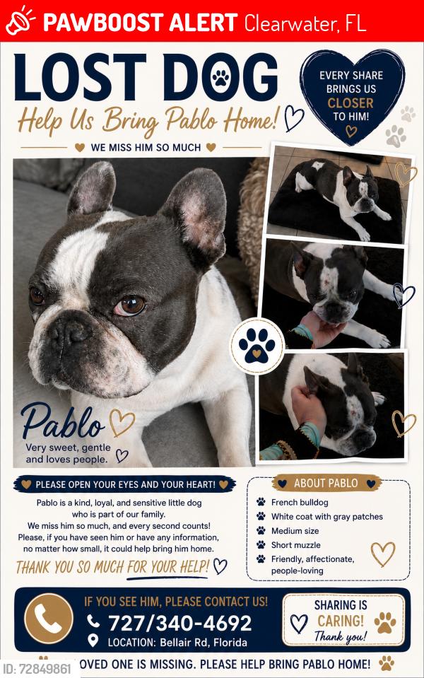 Lost Male Dog last seen Near Bellair rd, Clearwater, FL 33756