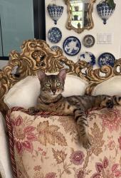 Lost Female Cat last seen Loma Alta dr , San Marcos, CA 92069
