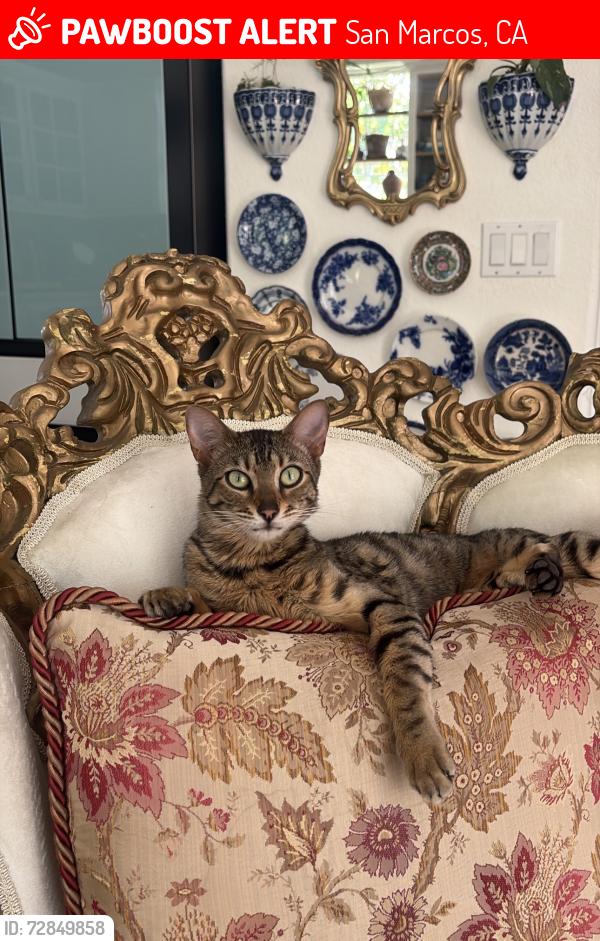 Lost Female Cat last seen Loma Alta dr , San Marcos, CA 92069