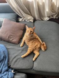 Lost Male Cat last seen 300e and Fenton ave , south salt lake , South Salt Lake, UT 84115