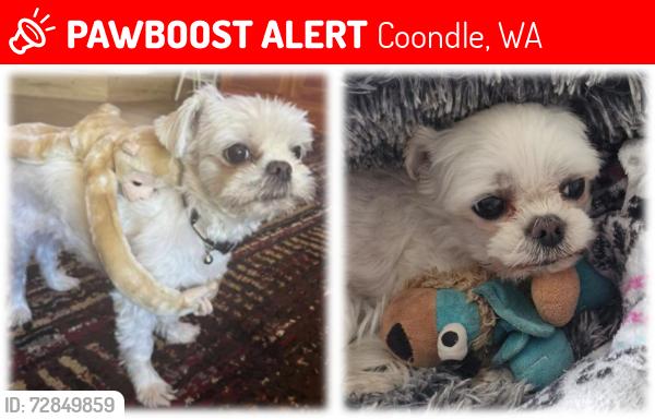 Lost Female Dog last seen Coondle West/Caladenia Roads in Coondle, Toodyay, Coondle, WA 6566