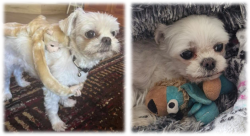 Lost Female Dog last seen Coondle West/Caladenia Roads in Coondle, Toodyay, Coondle, WA 6566