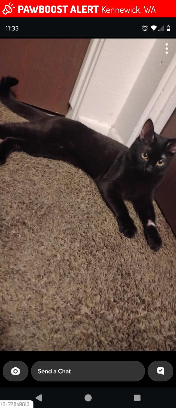 Lost Female Cat last seen Near W Metaline Ave Kennewick Washington 99336, Kennewick, WA 99336