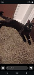 Lost Female Cat last seen Near W Metaline Ave Kennewick Washington 99336, Kennewick, WA 99336