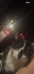 Found/Stray Unknown Cat last seen meowing behind hses, Huntington, WV 25701