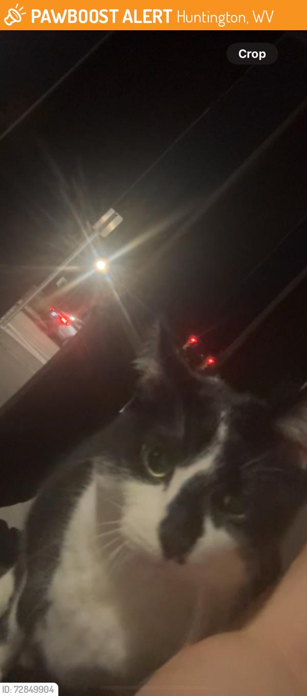 Found/Stray Unknown Cat last seen meowing behind hses, Huntington, WV 25701